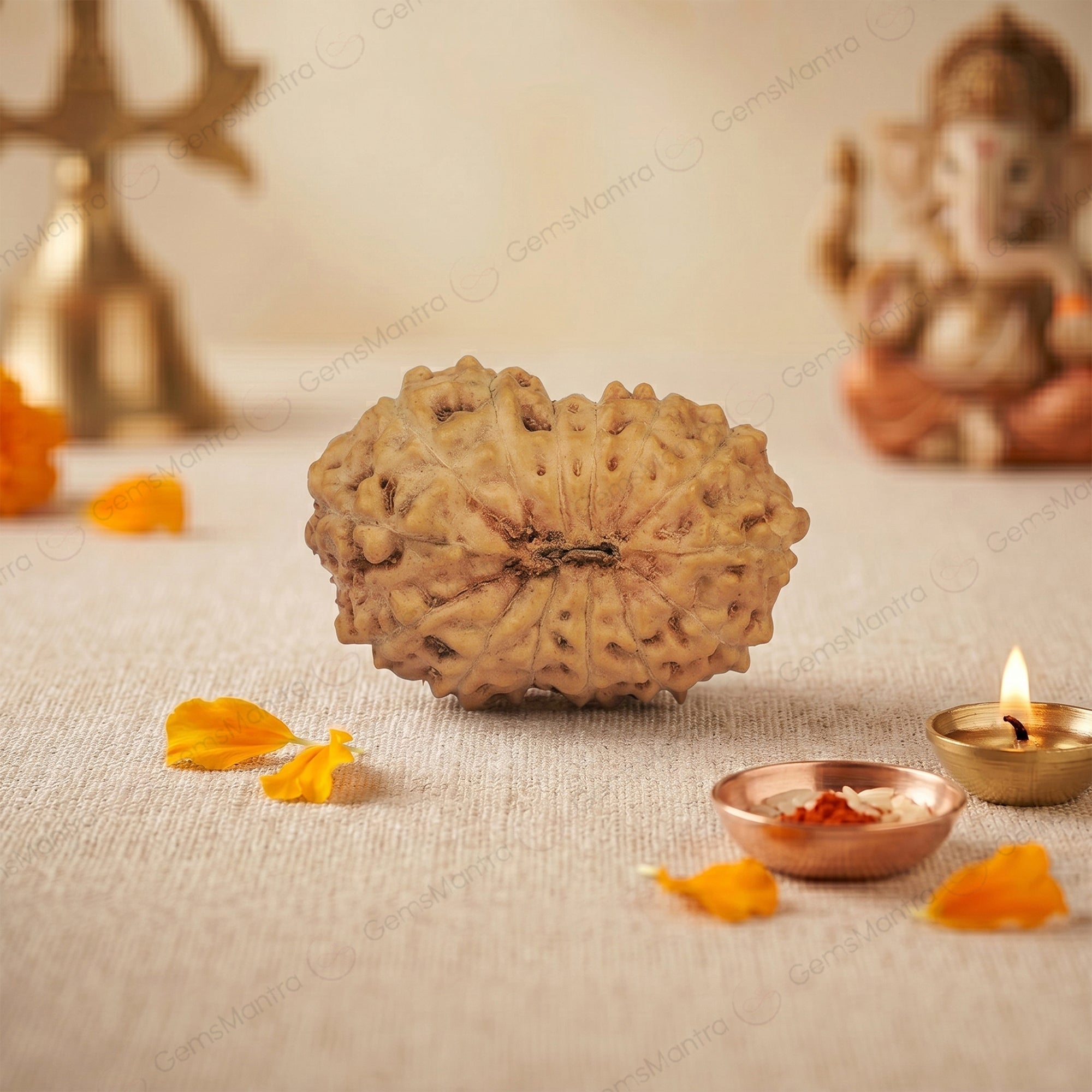 14 Mukhi Rudraksha – Original Indonesian Bead