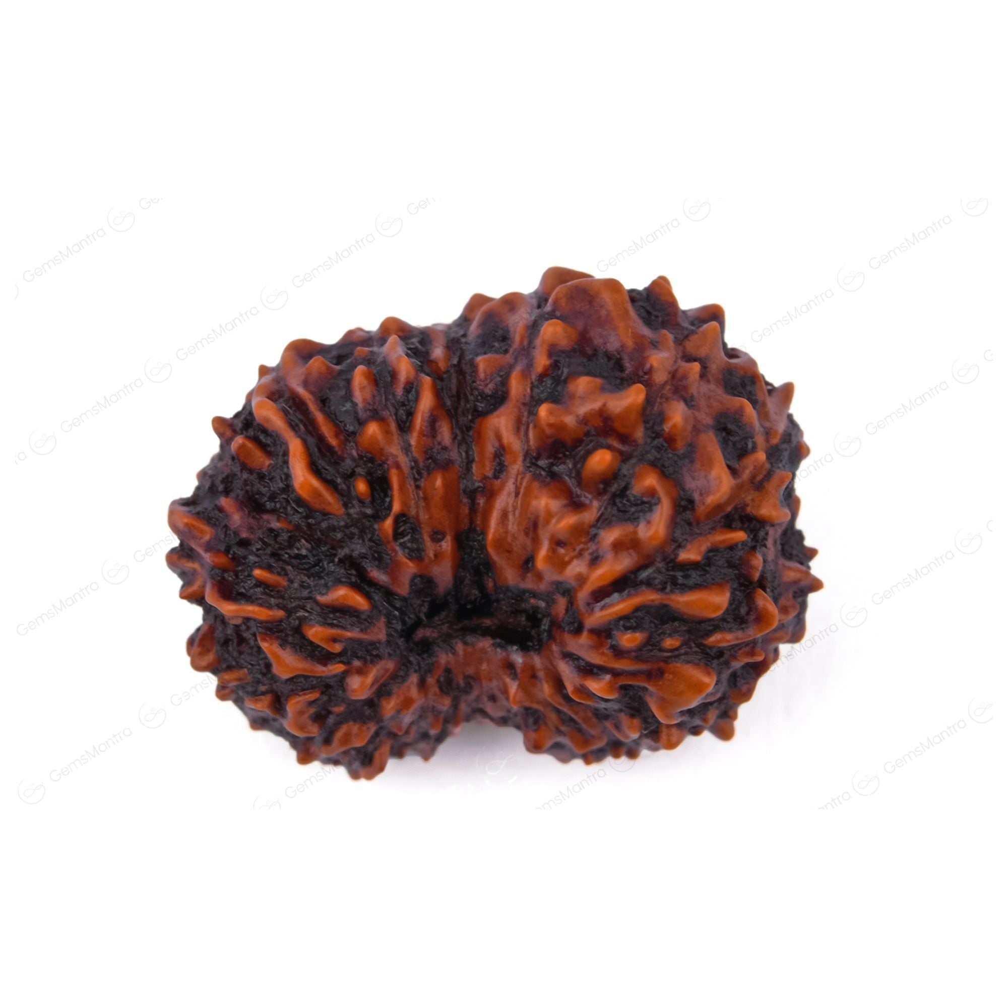 17 Mukhi Rudraksha – Original Indonesian Bead