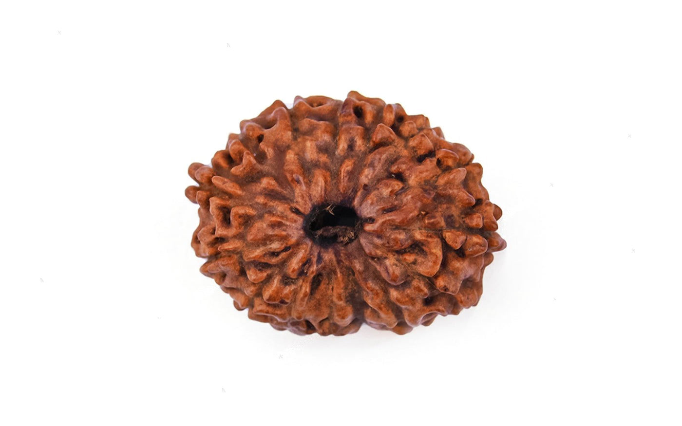 Natural 18 Mukhi Rudraksha - Rare Find