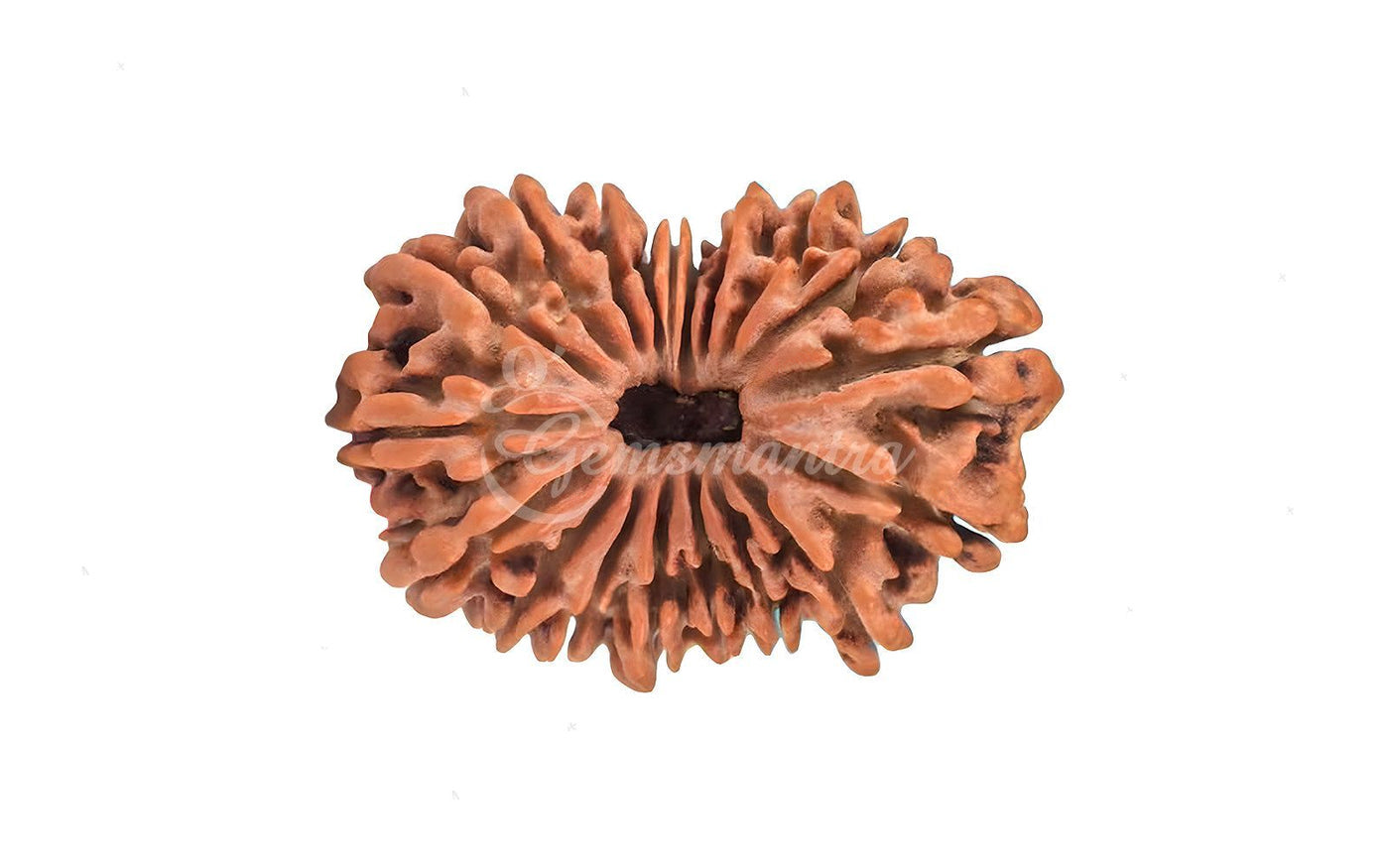 Natural 19 Mukhi Rudraksha – Original Nepali Bead