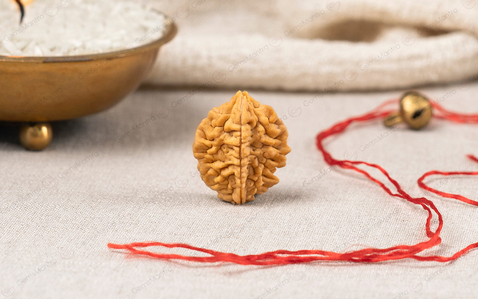 2 Mukhi Rudraksha – Original Indian Bead
