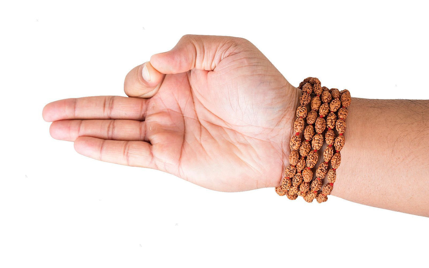 2 Mukhi Rudraksha Mala, for Japa