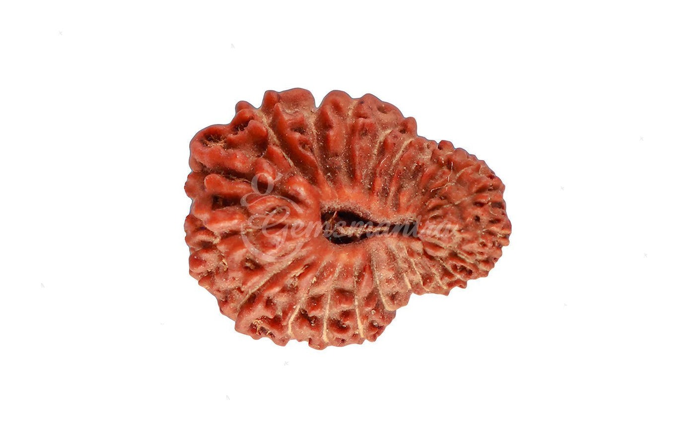 Natural 22 Mukhi Rudraksha – Original Indonesian Bead
