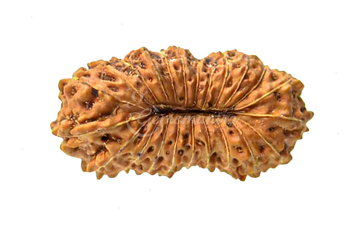 Natural 23 Mukhi Rudraksha – Original Indonesian Bead