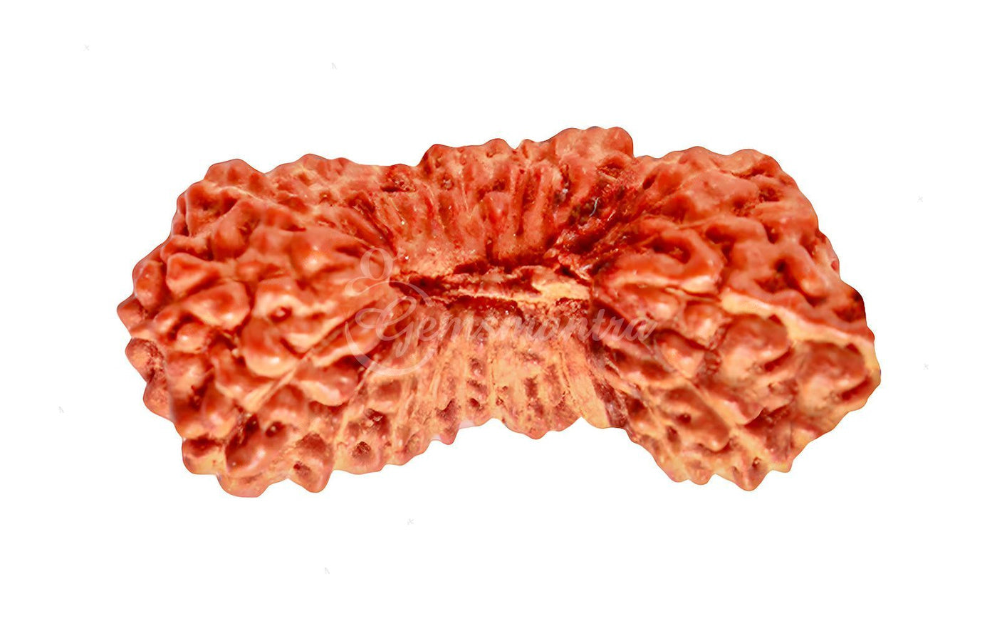 Natural 27 Mukhi Rudraksha – Original Indonesian Bead
