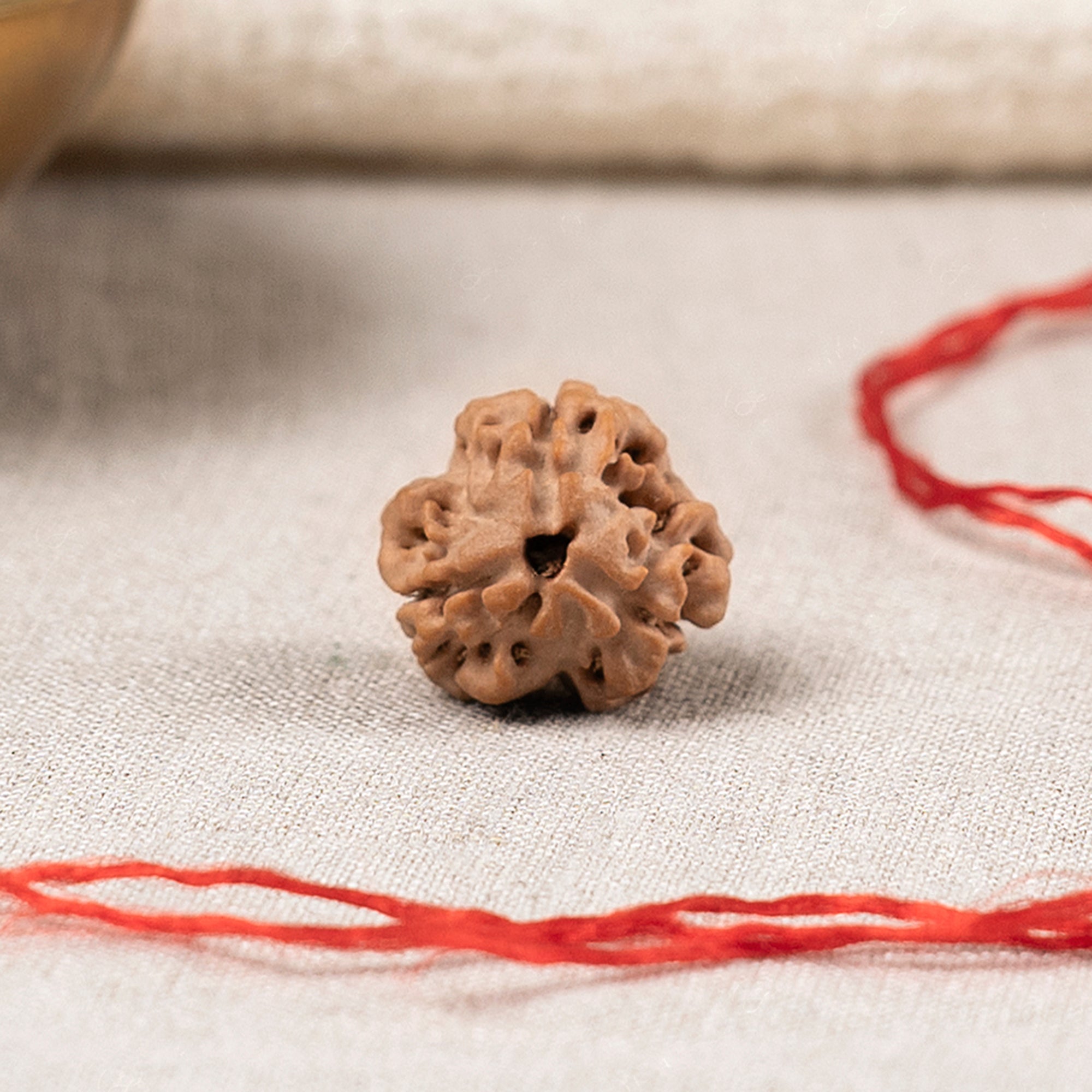 3 Mukhi Rudraksha – Original Nepali Bead