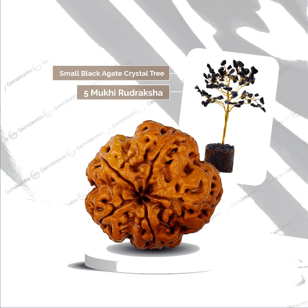 5 Mukhi Rudraksha + Small Black Agate Crystal Tree