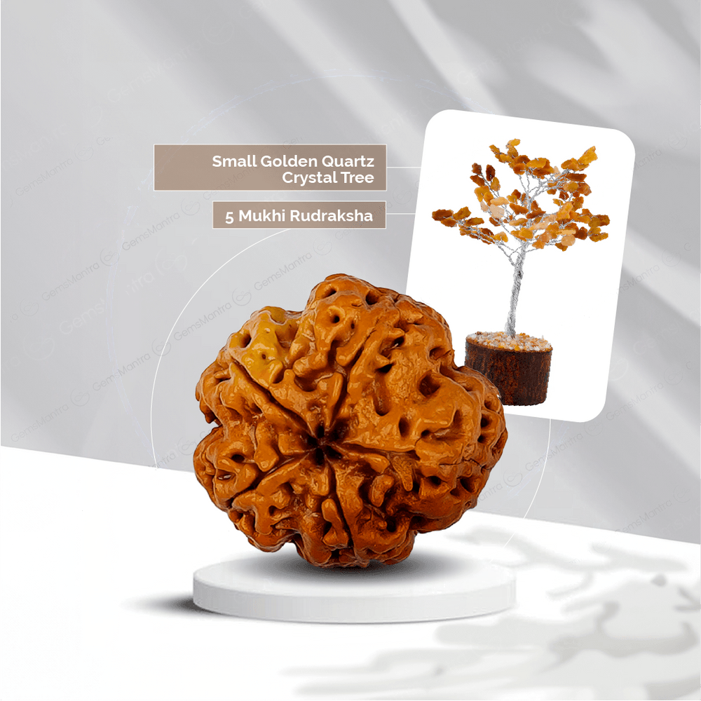 5 Mukhi Rudraksha + Small Golden Quartz Crystal Tree