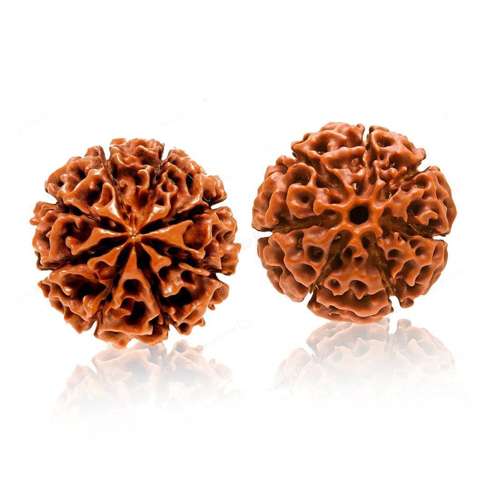 Shubh Samriddhi Rudraksha Combo – 7 & 8 Mukhi Rudraksha