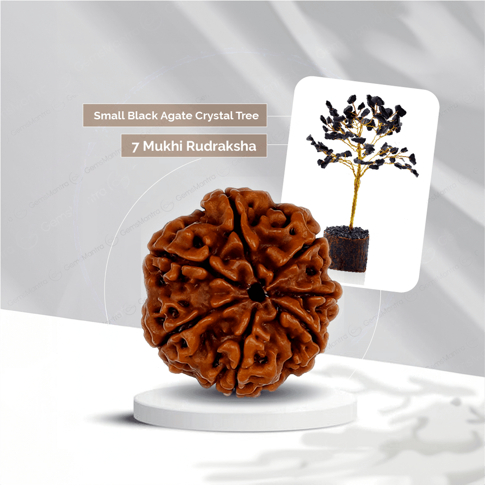 7 Mukhi Rudraksha + Small Black Agate Crystal Tree