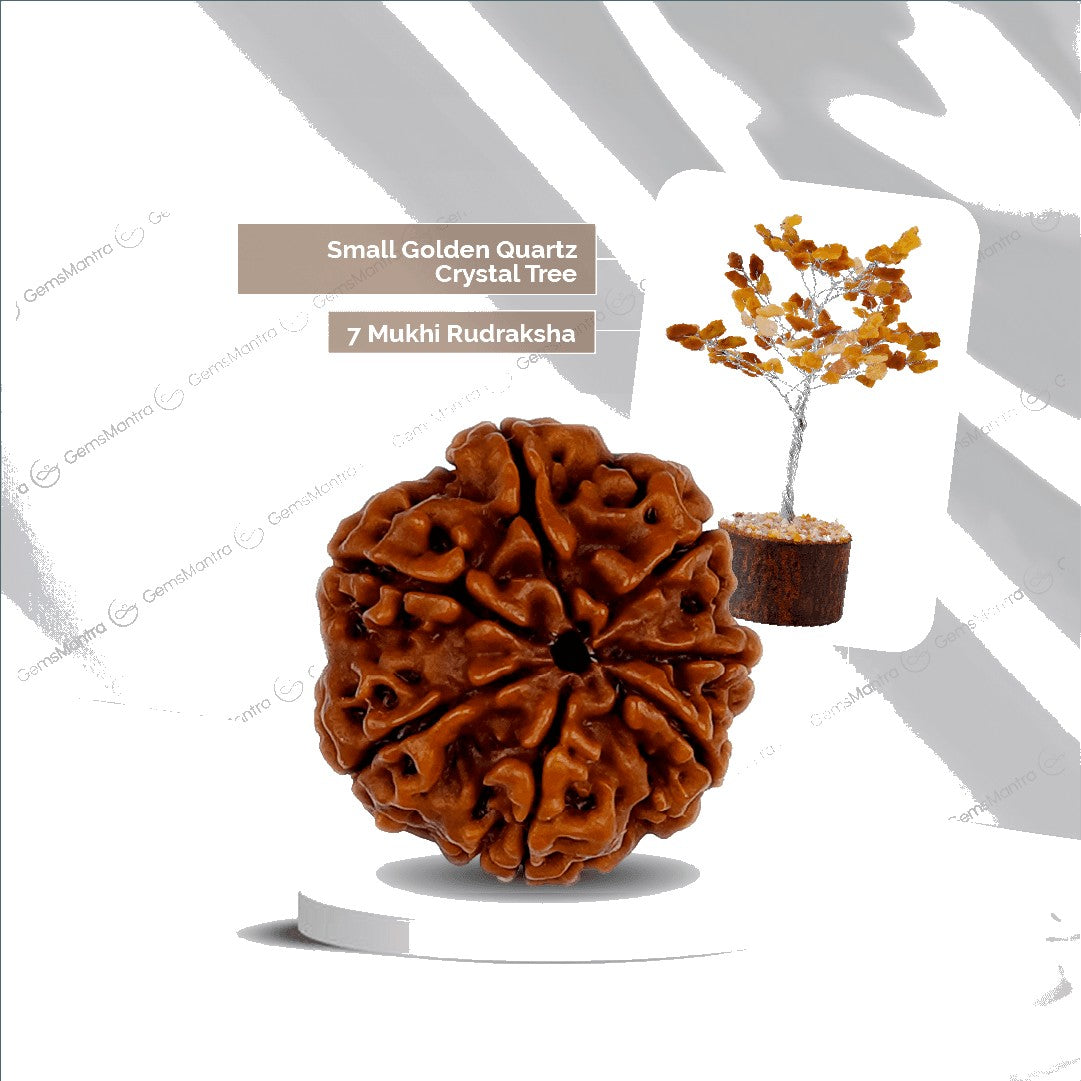 7 Mukhi Rudraksha + Small Golden Quartz Crystal Tree