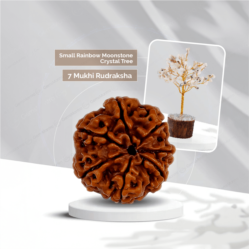 7 Mukhi Rudraksha + Small Rainbow Moonstone Crystal Tree